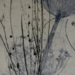 Ammi majus II, 2012Soft ground etching, drypoint, engraving – mm 300x800 – Edition: 5Paper Hahnemuhle