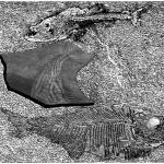 Fossili, 2018Bulino su metacrilato - mm 260x380 – Tiratura: 30 arabi Foglio mm 350x500 - Stampata dall’artista