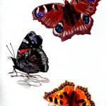 La vanessa è certo la farfalla dei nostri climi più meravigliosa (Guido Gozzano), 2016Woodcut and pastel - mm 900x650