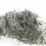 Canneto, 2006Soft ground etching – mm 250x295 – Edition 40Sheet mm 500x700 – Printed by S. Santo